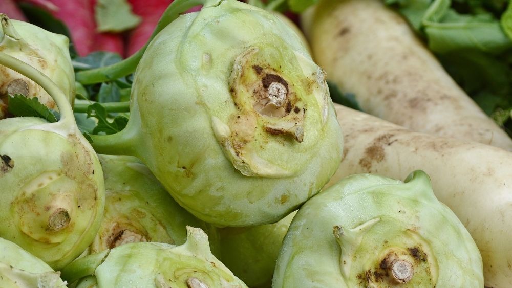 7 Best Vegetables to Grow in Spring in the UK WM James & Co WM