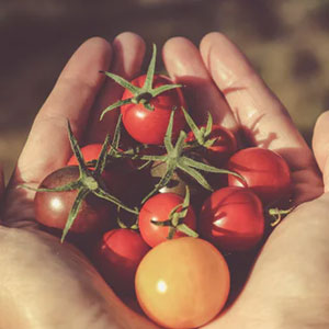 vegetable garden not producing