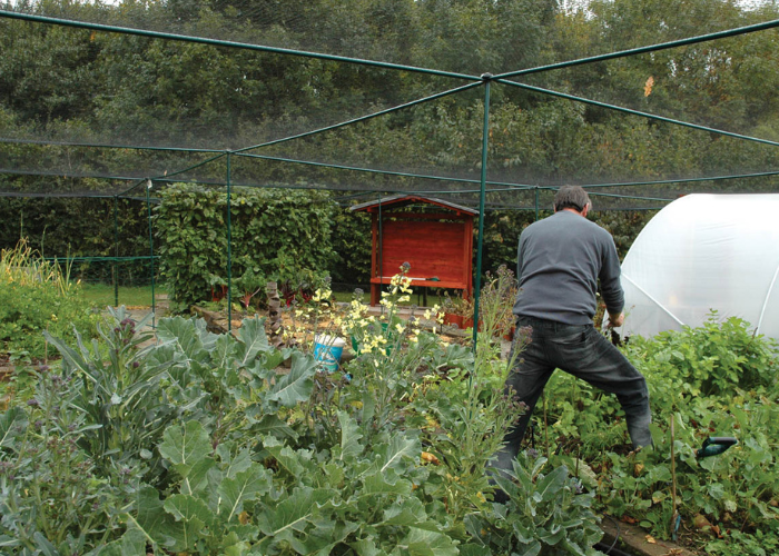 vegetable farming