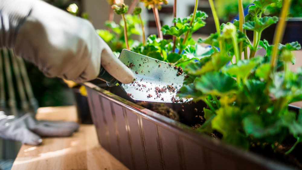 planting