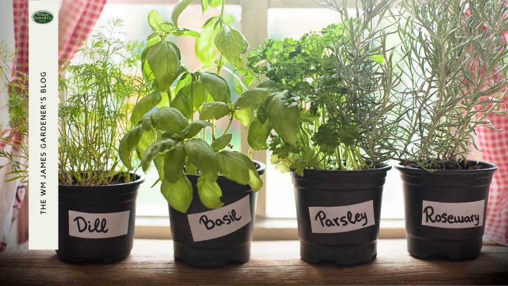 when to grow herbs