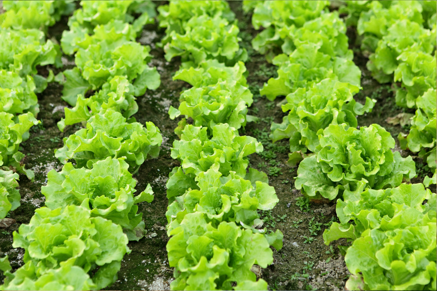 lettuce